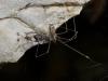 Holocnemus pluchei